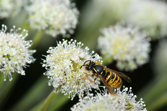 wasp sits on a flower - top view