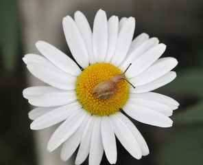 snail on white camomile - flower