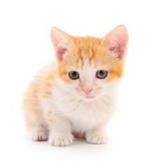 Obraz premium Small red kitten