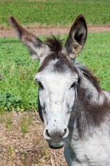 Farm animal: donkey, portait