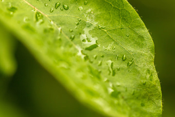 Wet Leaf