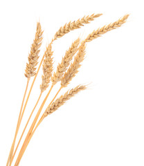 Ripe ears of wheat.