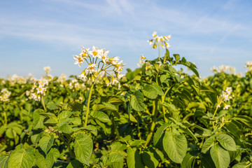 Flowering potato plants against a blue sky