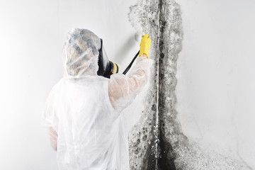 A professional disinfector in overalls processes the walls from mold. Removal of black fungus in...