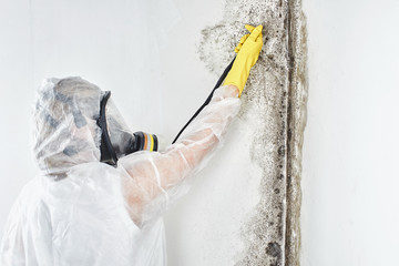 A professional disinfector in overalls processes the walls from mold. Removal of black fungus in...