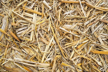 Close up of dry straw texture nature background