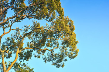 Summer Nature leaves of a tree against a blue sky in the nature,Upper Branches Of Tree With Fresh Green Foliage. Low Angle View