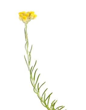 Helichrysum stoechas isolated