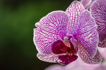 Orchids 1