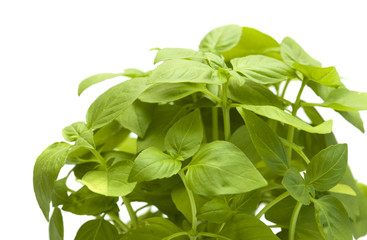 sweet basil plants