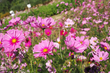 Obraz na płótnie Canvas Beautiful pink cosmos flowers blooming in natural landscapes