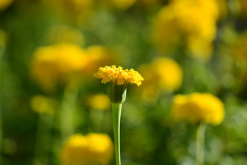 Marigold flower in garden