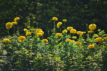 Marigold flower in garden © njmucc