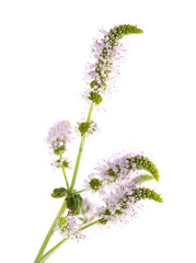 flowering mint isolated © Tamara Kulikova