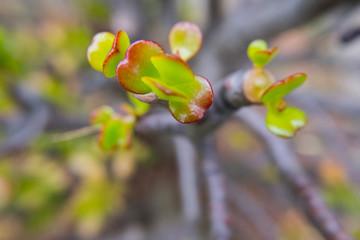 Red leafs edges fat plant branch macro.