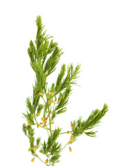 Asparagus officinalis isolated