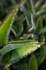 Macro detail of green fat plant.