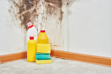 Mold. Aspergillus. Detergents, household gloves, a sponge, a bucket on a white wall background with...