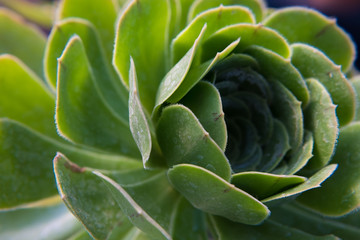 Fototapeta premium Detail of a light green fat plant.