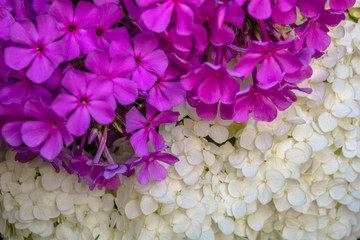 Beautiful photo of lush bunch of small white flowers