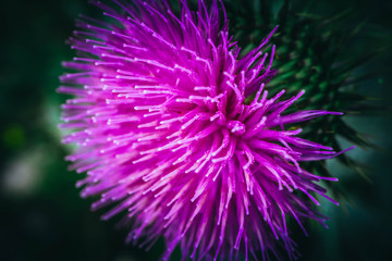 Thistle flower close up. Violet thistle stamens, macro view.