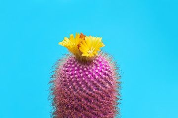 Cactus. Minimal Fashion. Creative Design. Art