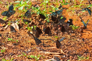 Group of butterflies flying together and eat salt soil on the ground, Pang Sida national park, Sakaew, Thailand ,some butterflies because of the movement.