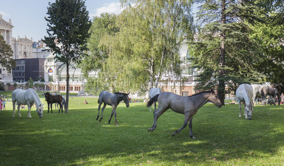 Lipizzaner im Burggarten, Hofreitschule Wien, Piber meets Vienna