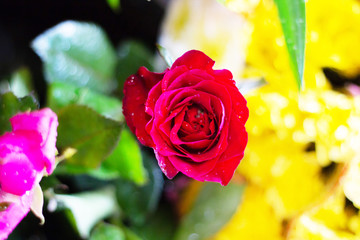 red rose flower bouquet background ,