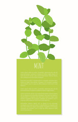 Mint Spices Isolated on White Vector Illustration