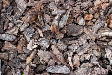 Brown bark texture 