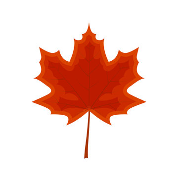 Colorful maple leaf vector illustration isolated on white backgr