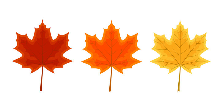 Set of three maple leaves.  Autumn decoration vector illustratio