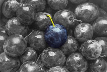 background texture plum blue color on black and white monochrome fruit fruit sweet matte beautiful juicy