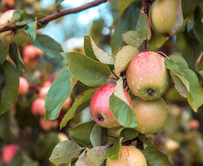 apple on apple tree white yellow white pouring grows in drops of dew copy space