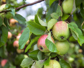 apple on apple tree white yellow white pouring grows in drops of dew copy space