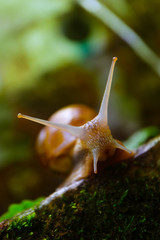 A snail in the forest, green mossy natural background, macro view. A big wild beautiful helix with spiral shell.