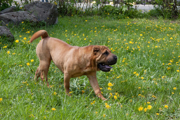 Red shar-pei puppy is playing on a green meadow.