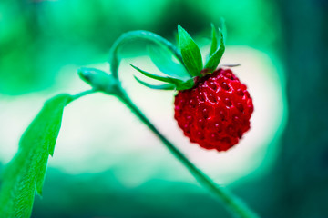 Wild red ripe strawberry on a steam in a green forest, macro view. One strawberry berry, natural backdrop. Close up.