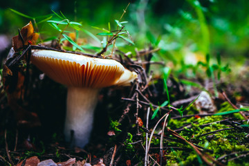 A brown cap edible russula mushroom, macro view, in a green mossy forest background. Brittle gill mushroom closeup, fungi picking up concept.