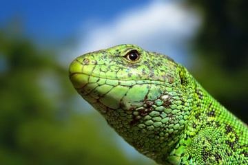 Lizard