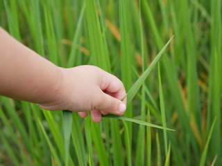 Baby's little hand gently touching green leaves of  rice trees in a paddy field - learning through a field trip helps immersing the baby into education naturally and effectively