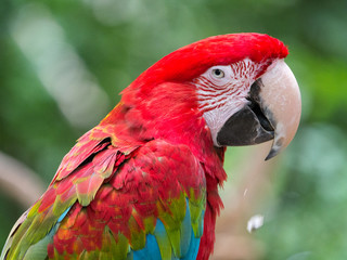 Perroquet © photoloulou91