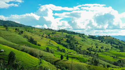 Fototapeta na wymiar Panoramic View Of Agricultural Field Against Sky in Chiang Mai Thailand.