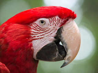 Perroquet © photoloulou91