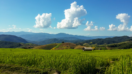 Fototapeta na wymiar Panoramic View Of Agricultural Field Against Sky in Chiang Mai Thailand.