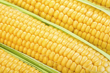 ripe corn cob with green leaves