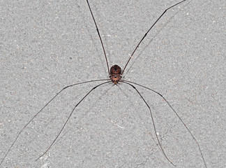 Harvestmen or Daddy Longlegs on The Wall