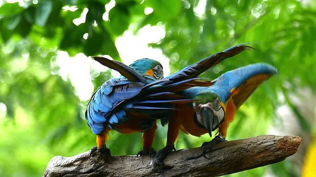 Macaw Parrot