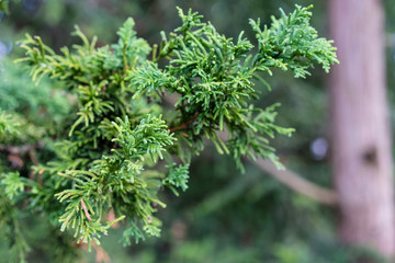 Branch and Leaf of the Dwarf Hinoki Cypress, chamaecyparis obtusa, Nana Gracilis